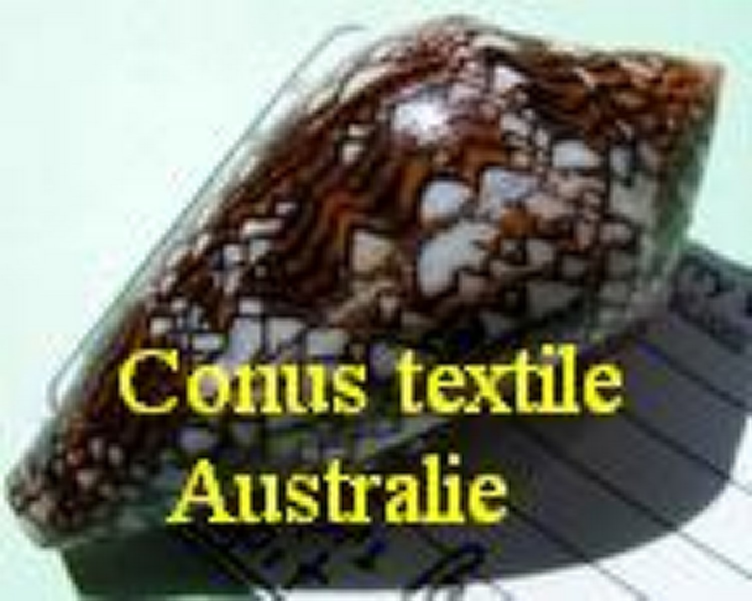 Conus textile Australie